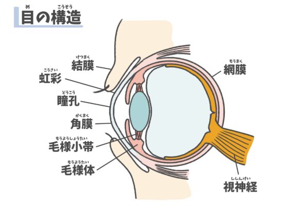 角膜 イラスト