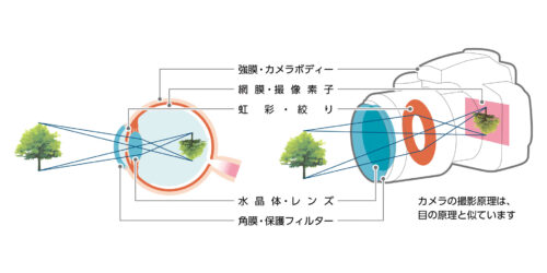 icl 屈折矯正のしくみ