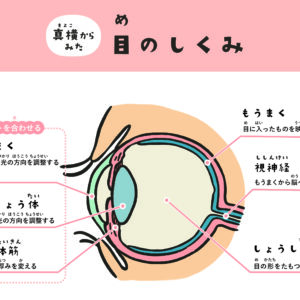 角膜 構造